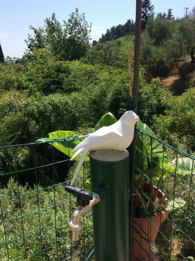 La Casina Delle Rondini Konuk evi Corsanico-Bargecchia Dış mekan fotoğraf